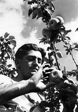 a man picking apples from a tree